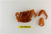 藏品(白紋方蟹)的圖片